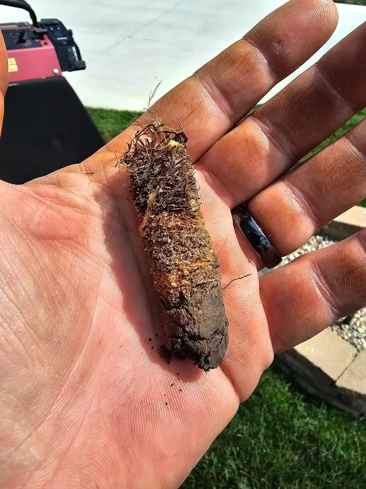 A soil core pulled by a core aerator, with a thick brown thatch layer sitting on top of the soil plug