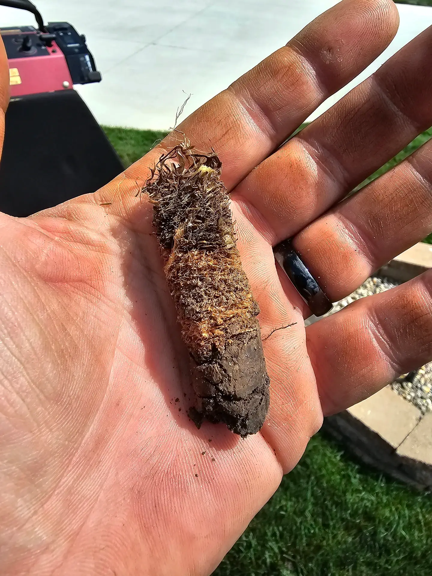 Close-up of soil cores pulled from a lawn during core aeration